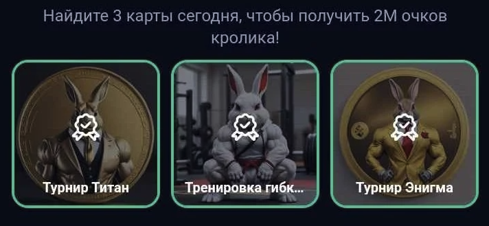 rocky rabbit комбо 27 августа