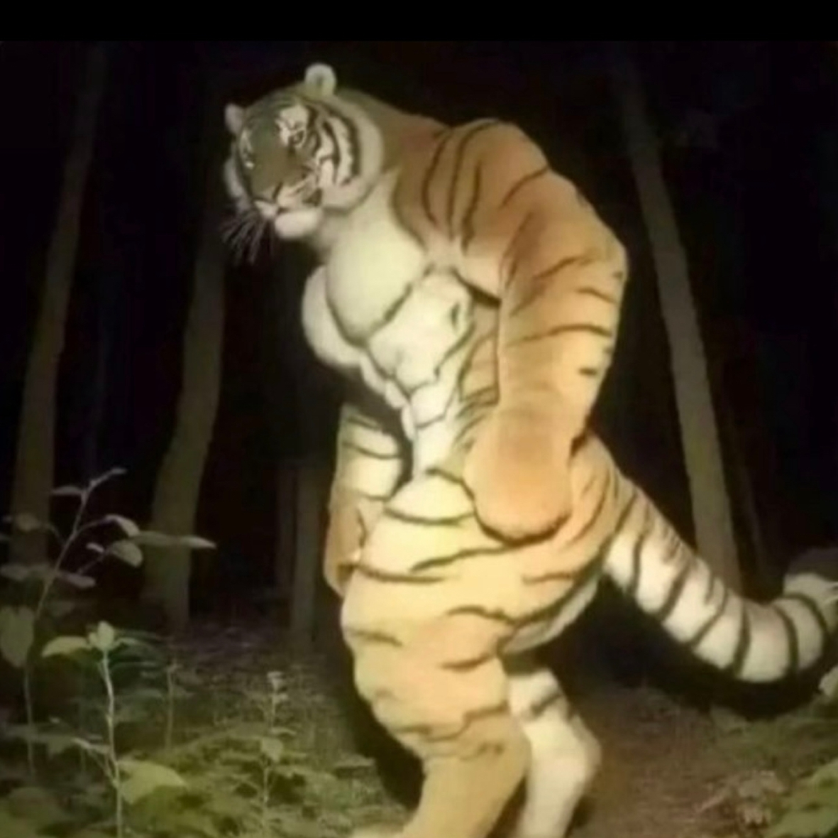 Macan in Gambling
